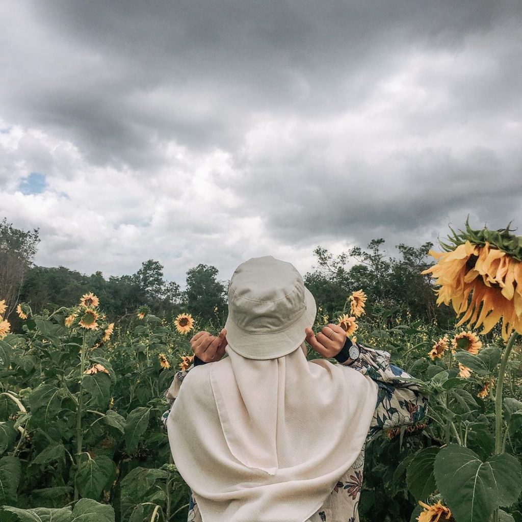 Bunga Matahari English / Ceriakan hari anda di Taman Bunga Matahari, Perlis ... : Apalagi bagian biji nya yang sering disebut dengan kuaci menjadi.